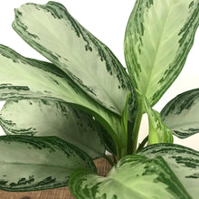 Load image into Gallery viewer, Aglaonema Silver Bay - Chinese Evergreen, 17cm Pot
