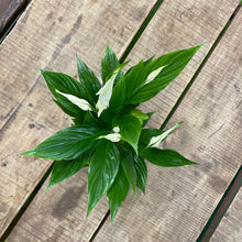 Load image into Gallery viewer, Spathiphyllum - Peace Lily, 12cm Pot
