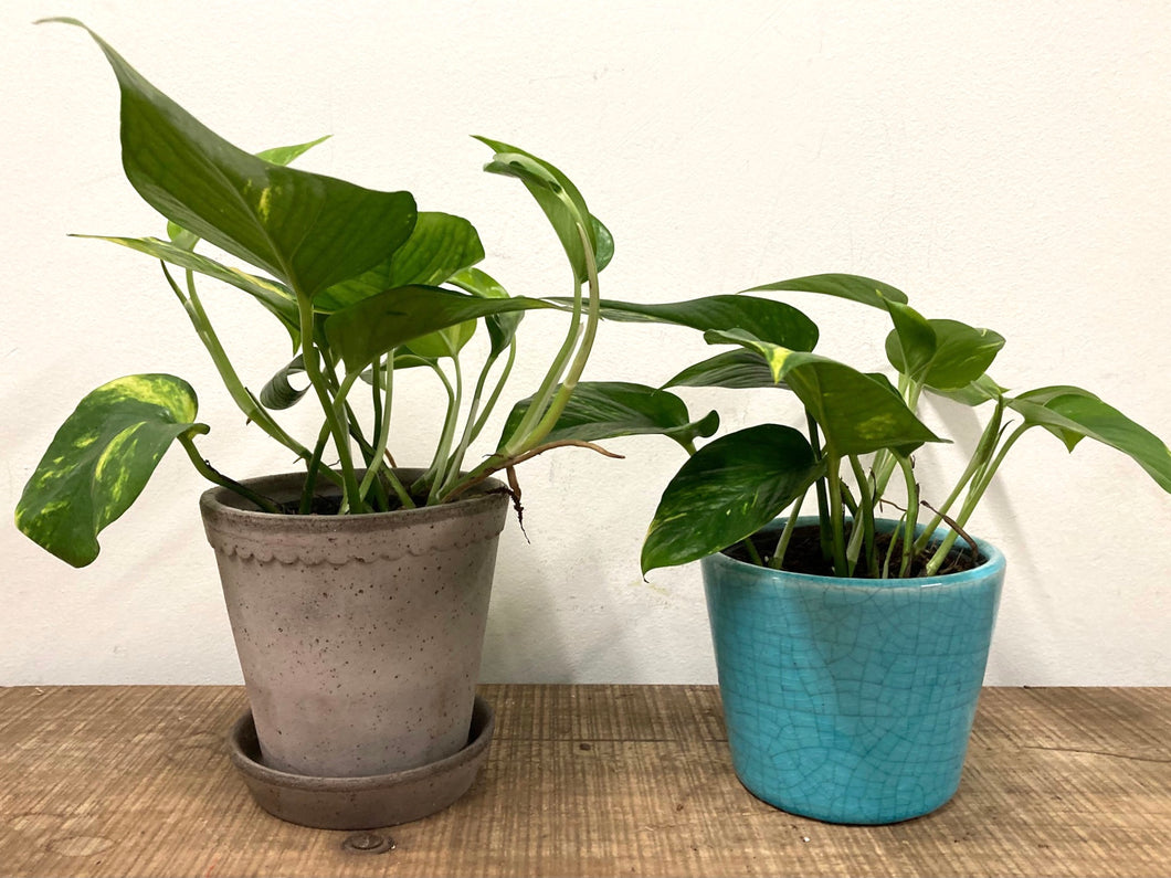 Epipremnum Aureum - Golden Pothos, 12cm Pot