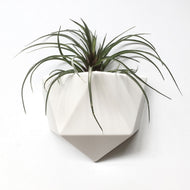 Groovy Magnets - Magnetic Wall Planter