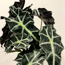 Load image into Gallery viewer, Alocasia Polly, 17cm Pot

