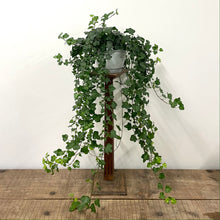 Load image into Gallery viewer, Hedera Helix - Ivy, 17cm Pot
