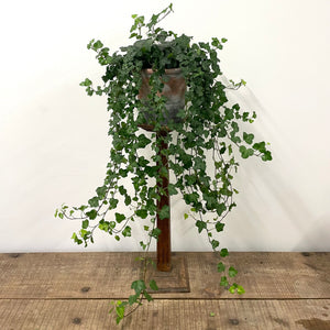 Hedera Helix - Ivy, 17cm Pot