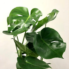Load image into Gallery viewer, Monstera Deliciosa - Swiss Cheese Plant, 17cm Pot
