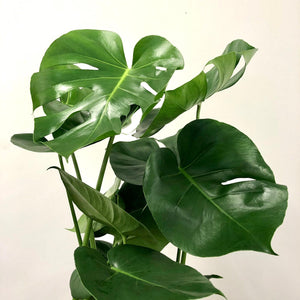 Monstera Deliciosa - Swiss Cheese Plant, 17cm Pot
