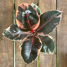 Load image into Gallery viewer, Ficus Belize - Variegated Rubber Plant, 12cm Pot
