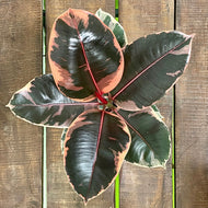Ficus Belize - Variegated Rubber Plant, 12cm Pot
