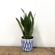 Load image into Gallery viewer, Sansevieria Zeylanica - Snake Plant, 12cm Pot

