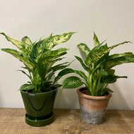 Dieffenbachia compacta, 12cm Pot