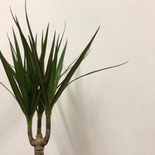 Load image into Gallery viewer, Dracaena Marginata - Dragon Tree, 12cm Pot
