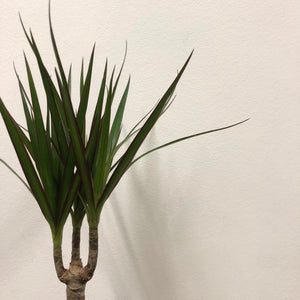 Dracaena Marginata - Dragon Tree, 12cm Pot