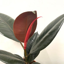 Load image into Gallery viewer, Ficus Abidjan - Rubber Plant, 14cm Pot
