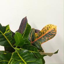 Load image into Gallery viewer, Codiaeum Excellent, 13cm Pot
