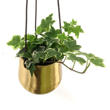 Load image into Gallery viewer, Mini Hedera Helix - Ivy, 8cm Pot

