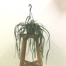 Load image into Gallery viewer, Rhipsalis Bolviana , 17cm Pot
