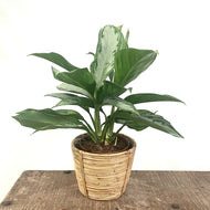 Aglaonema Silver Bay - Chinese Evergreen, 17cm Pot