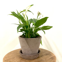 Load image into Gallery viewer, Spathiphyllum - Peace Lily, 9cm Pot
