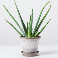 Aloe Vera, 12cm pot