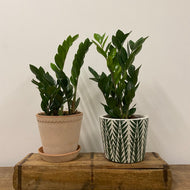 ZZ plant - Zamioculcas Zamiifolia, 12cm  Pot