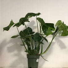Load image into Gallery viewer, Monstera Deliciosa - Swiss Cheese Plant, 17cm Pot
