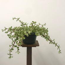 Load image into Gallery viewer, Portulacaria afra variegata, 14cm Pot
