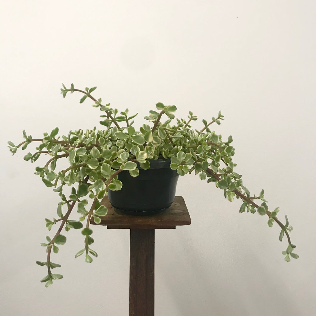 Portulacaria afra variegata, 14cm Pot