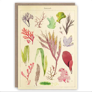 Seaweeds Greetings Card