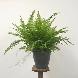 Nephrolepis Green Lady - Boston Fern, 12cm Pot