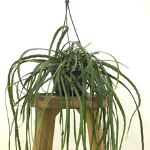 Load image into Gallery viewer, Rhipsalis Bolviana , 17cm Pot
