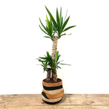 Load image into Gallery viewer, Yucca, 21cm Pot

