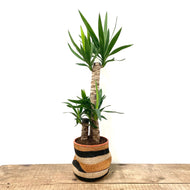 Yucca, 21cm Pot