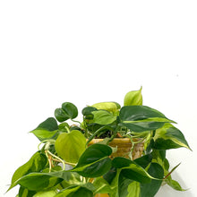 Load image into Gallery viewer, Philodendron Scandens Brasil, 17cm Pot
