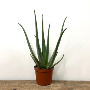 Aloe Vera, 14cm Pot