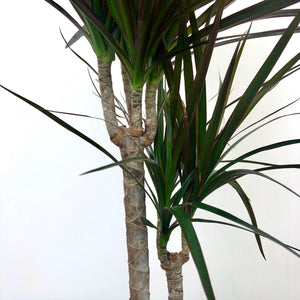 Dracaena Marginata - Dragon Tree, 17cm Pot