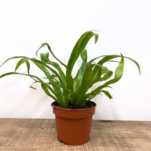 Load image into Gallery viewer, Asplenium Antiquum - Bird&#39;s Nest Fern, 12cm Pot
