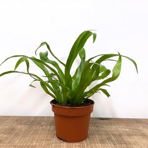 Asplenium Antiquum - Bird's Nest Fern, 12cm Pot