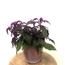Load image into Gallery viewer, Gynura Aurantiaca - Purple Passion, 12cm Pot
