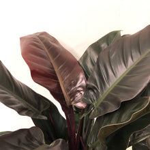 Load image into Gallery viewer, Philodendron Imperial Red, 27cm Pot
