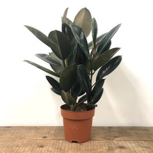 Load image into Gallery viewer, Ficus Robusta - Rubber Plant, 27cm Pot

