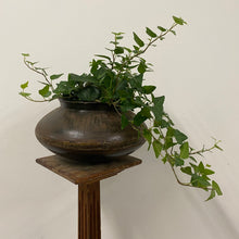 Load image into Gallery viewer, Hedera Helix Mix - Ivy, 12cm Pot
