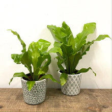 Load image into Gallery viewer, Asplenium Nidus - Bird&#39;s Nest Fern, 12cm Pot
