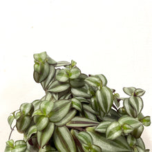 Load image into Gallery viewer, Tradescantia Zebrina ‘Violet Hill’, 12cm Pot
