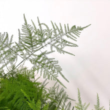 Load image into Gallery viewer, Asparagus Setaceus - Asparagus Fern, 19cm Pot
