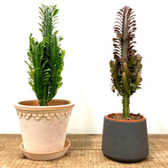 Euphorbia Trigona Mix, 17cm Pot