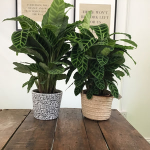 Calathea Zebrina, 19cm pot