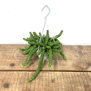 Crassula Marnieriana ‘Hottentot’, 11cm Hanging Pot