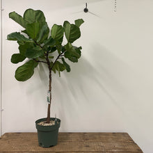 Load image into Gallery viewer, Ficus Lyrata - Fiddle Leaf Fig, 145cm Height
