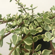 Load image into Gallery viewer, Portulacaria afra variegata, 14cm Pot
