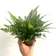Athyrium filix-femina - Lady Fern, 8cm Pot