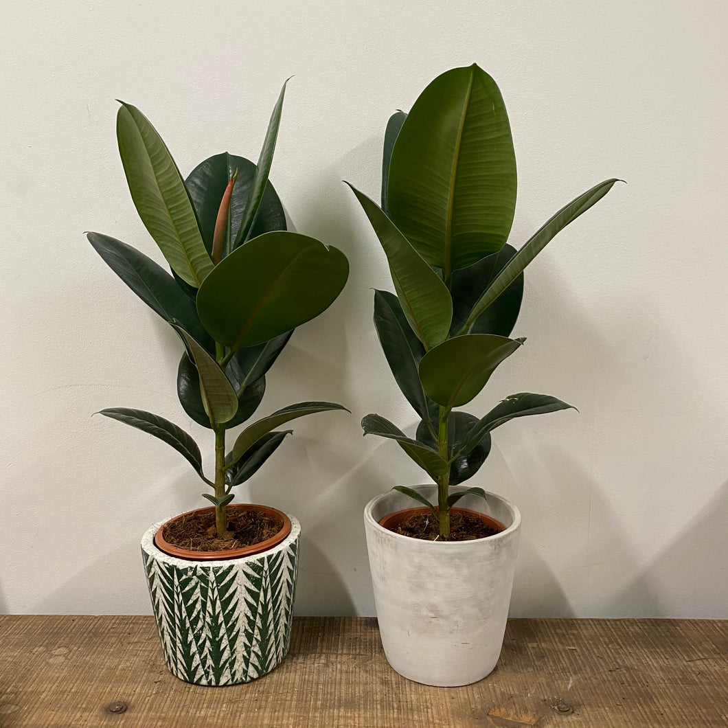 Ficus Robusta - Rubber Plant, 17cm Pot